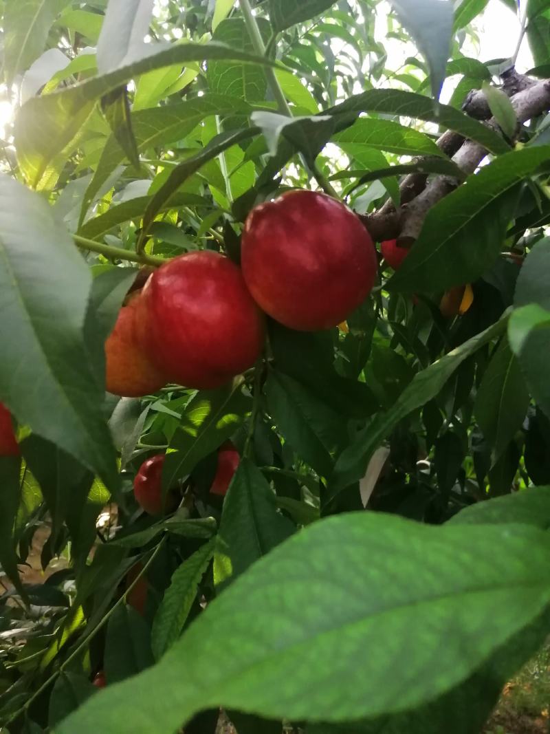 油桃