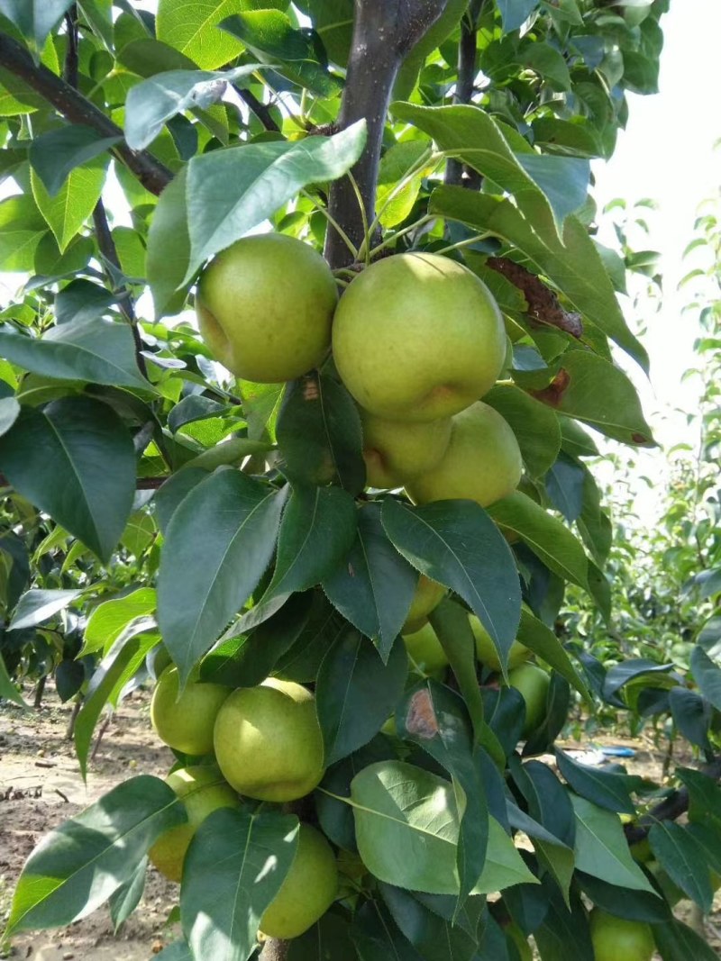 翠冠梨