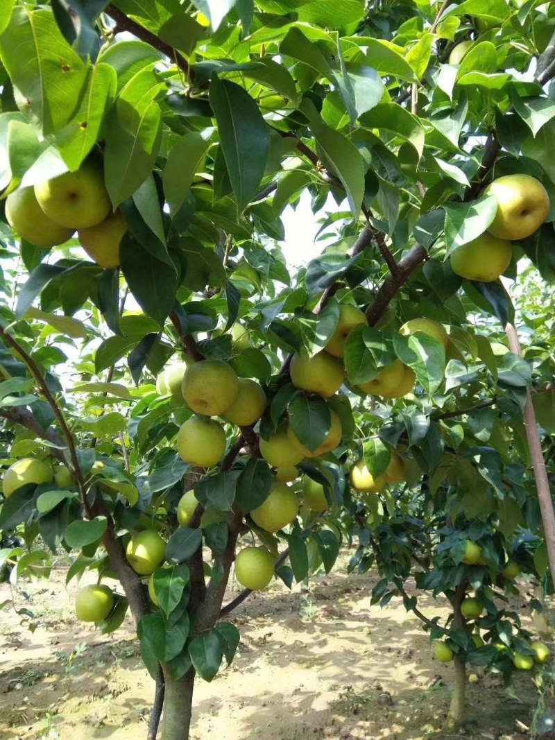 翠冠梨