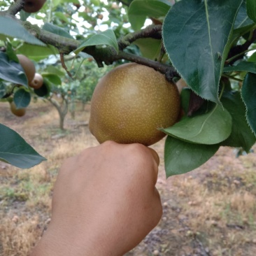 黄花梨。广西富川的冰淇梨。