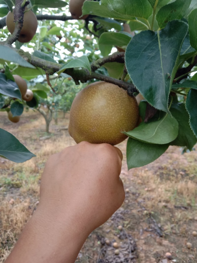 黄花梨。广西富川的冰淇梨。