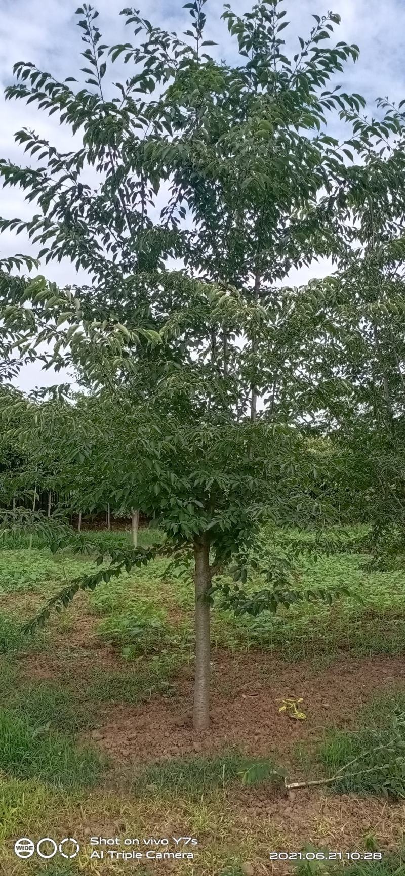 早樱