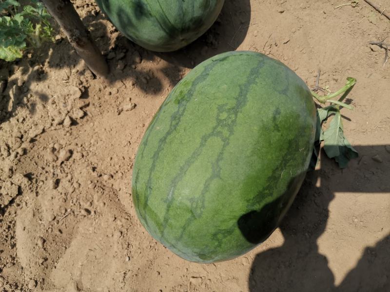 高抗10号沙土地西瓜，沙甜沙甜的，现有七千斤货，个大
