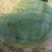 高抗10号沙土地西瓜，沙甜沙甜的，现有七千斤货，个大
