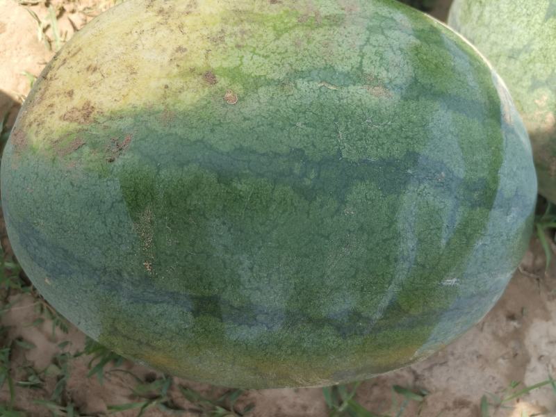 高抗10号沙土地西瓜，沙甜沙甜的，现有七千斤货，个大