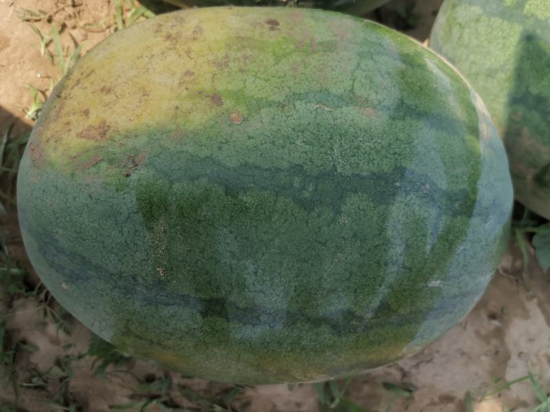 高抗10号沙土地西瓜，沙甜沙甜的，现有七千斤货，个大