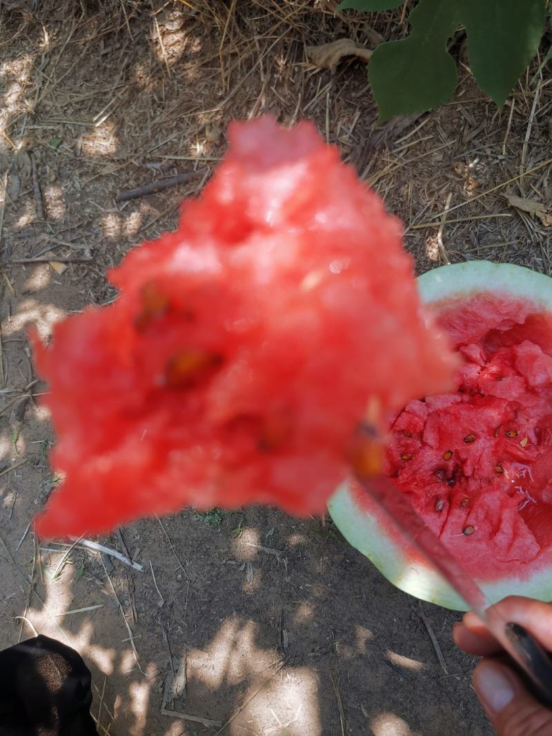 高抗10号沙土地西瓜，沙甜沙甜的，现有七千斤货，个大