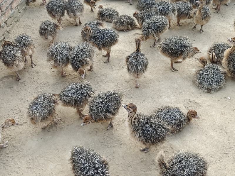 脱温鸵鸟苗非洲鸵鸟养殖场成年鸵鸟全国发货