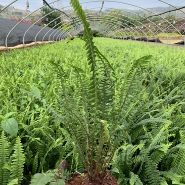 肾蕨，云南昆明宜良育景苗圃基地直销，露天分叉