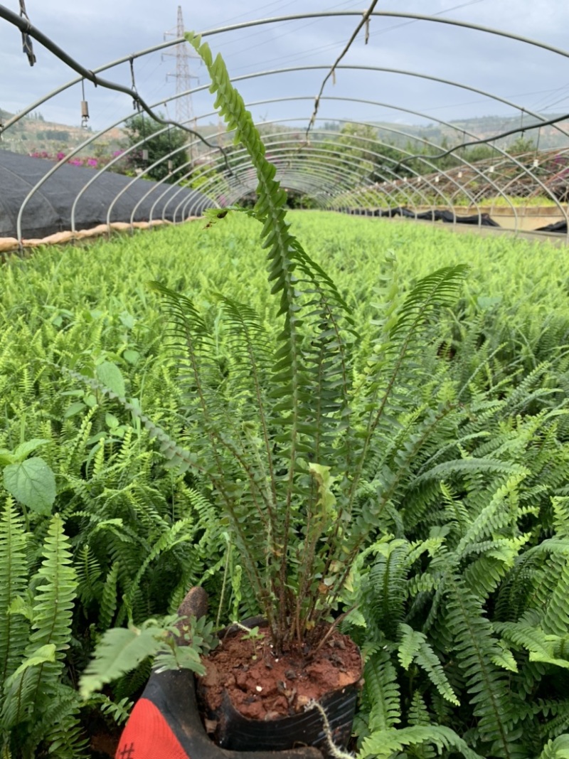 肾蕨，云南昆明宜良育景苗圃基地直销，露天分叉