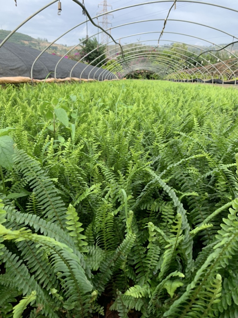 肾蕨，云南昆明宜良育景苗圃基地直销，露天分叉