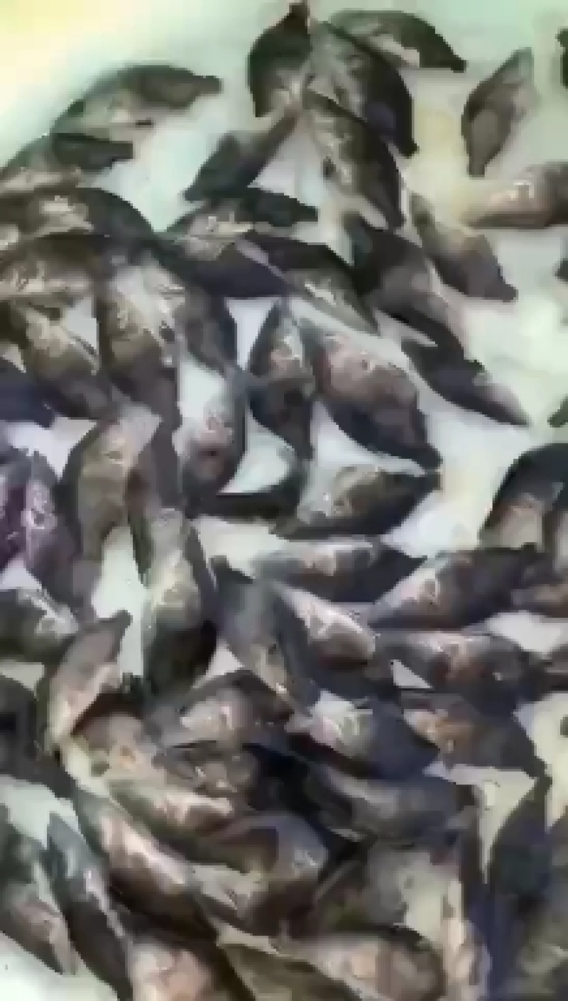 鳜鱼苗捕捞出货了