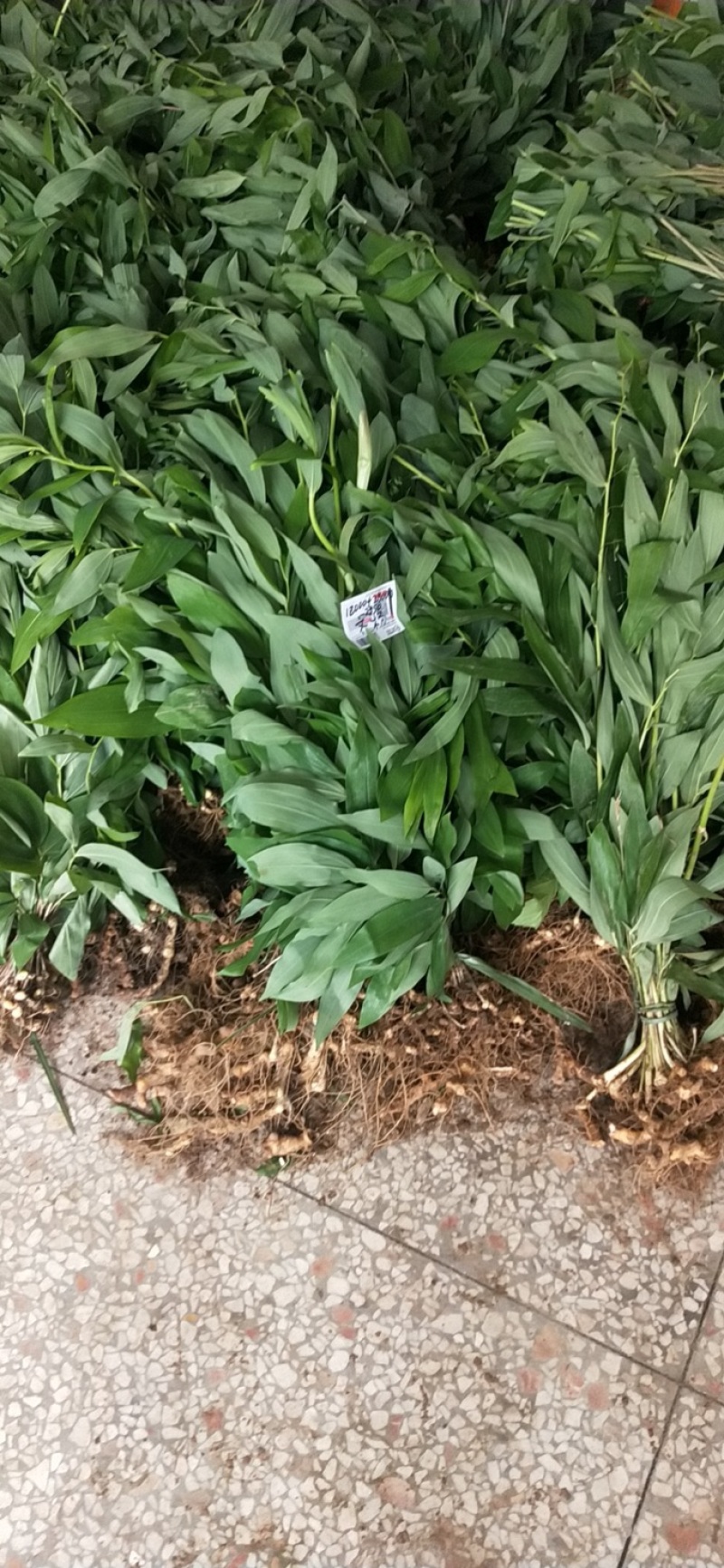 黄精种苗