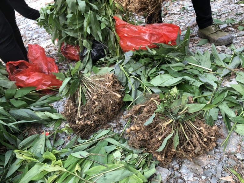 黄精种苗