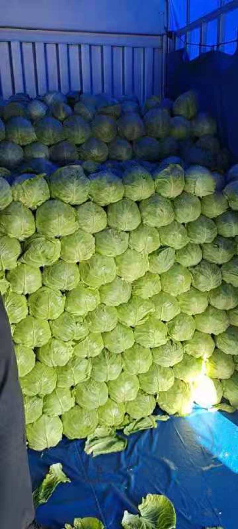 甘蓝大量上市产地直销