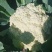 有机花菜大量上市产地直销