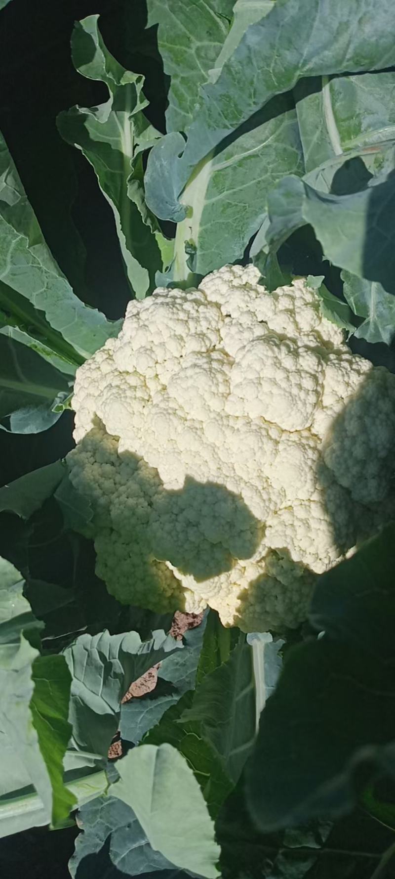 有机花菜大量上市产地直销