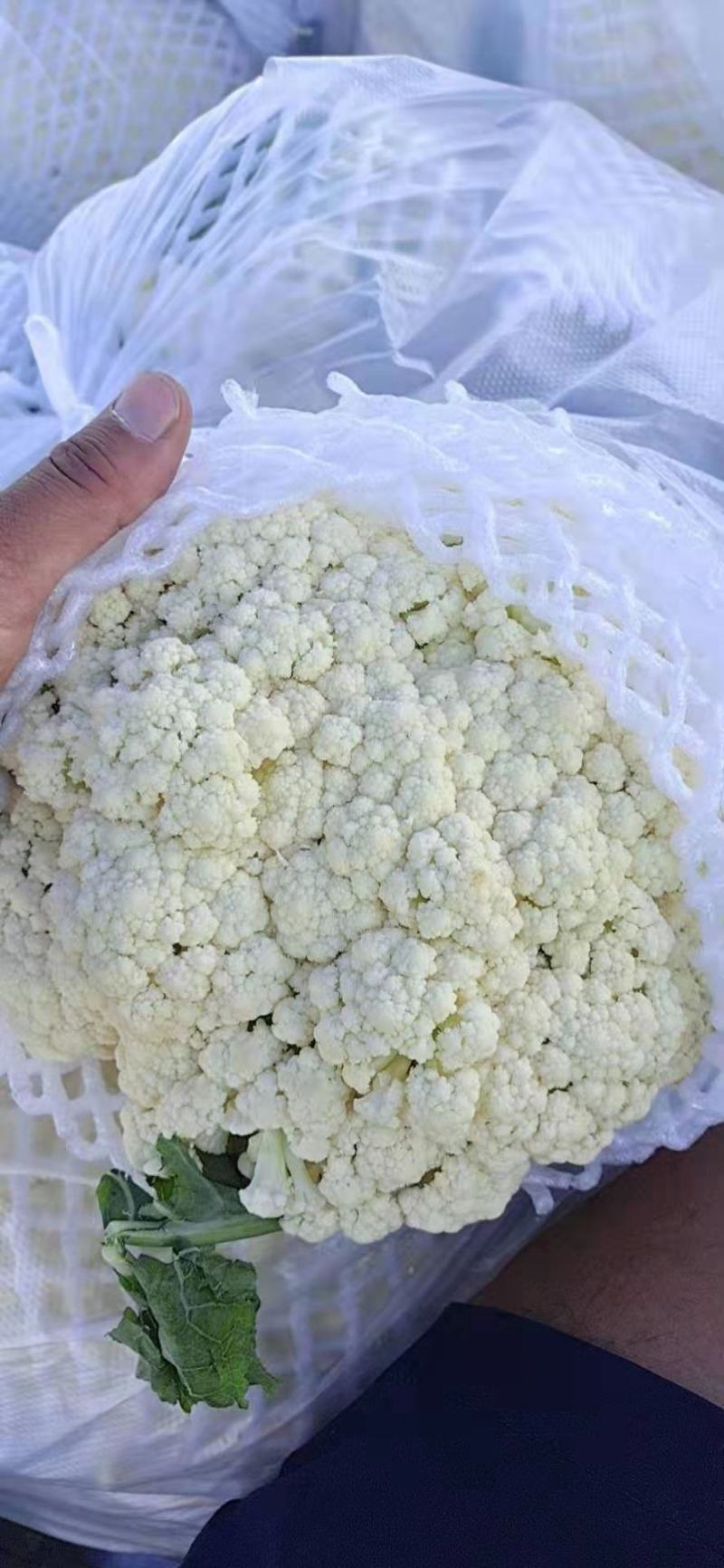 有机花菜大量上市产地直销
