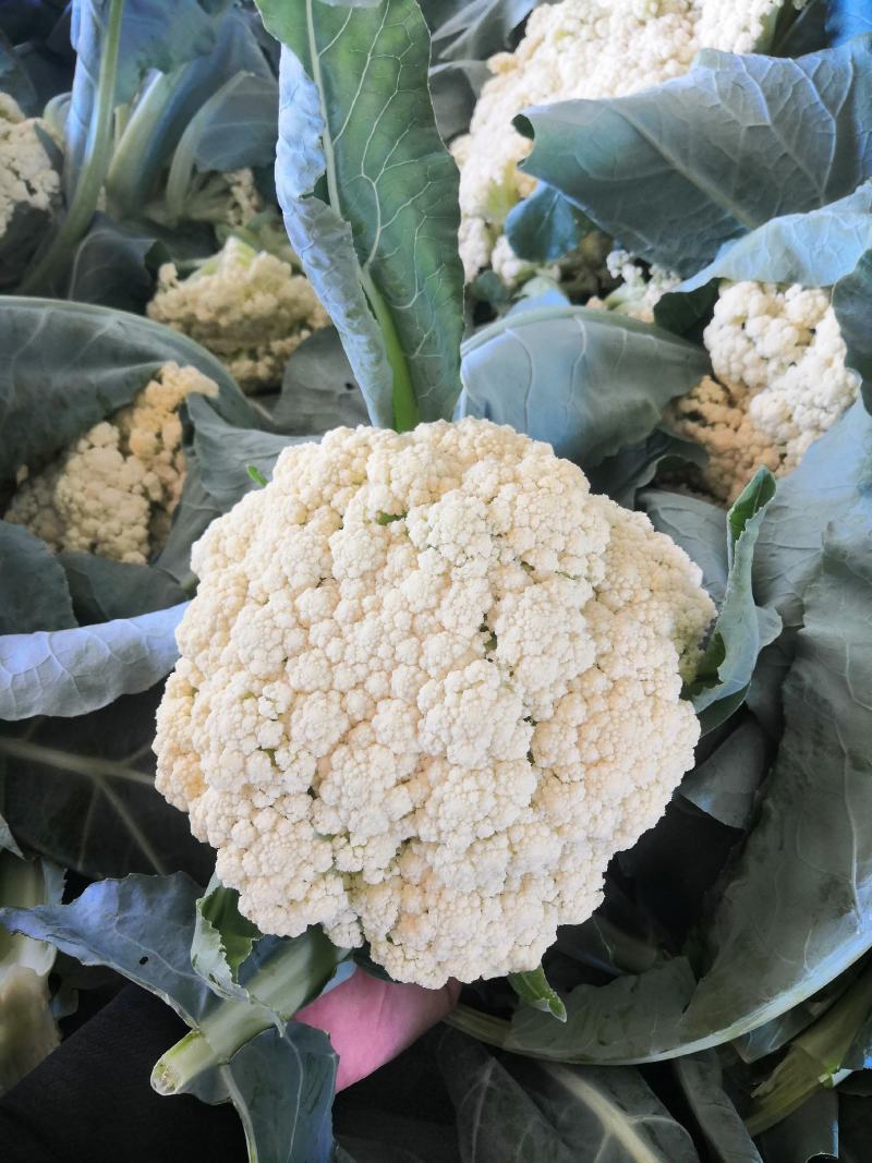 有机花菜大量上市产地直销