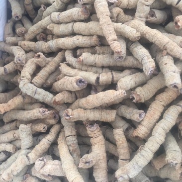 种植巴戟抽心圆肉特大条手选靓货