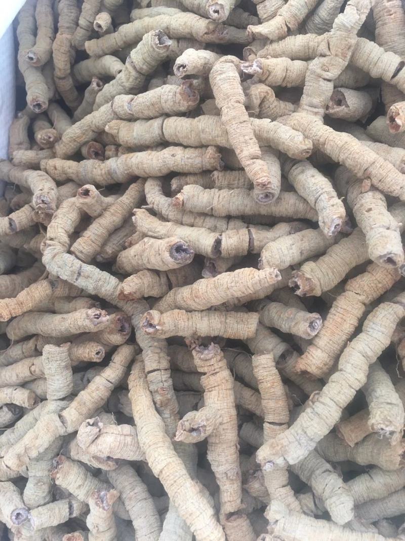 种植巴戟抽心圆肉特大条手选靓货