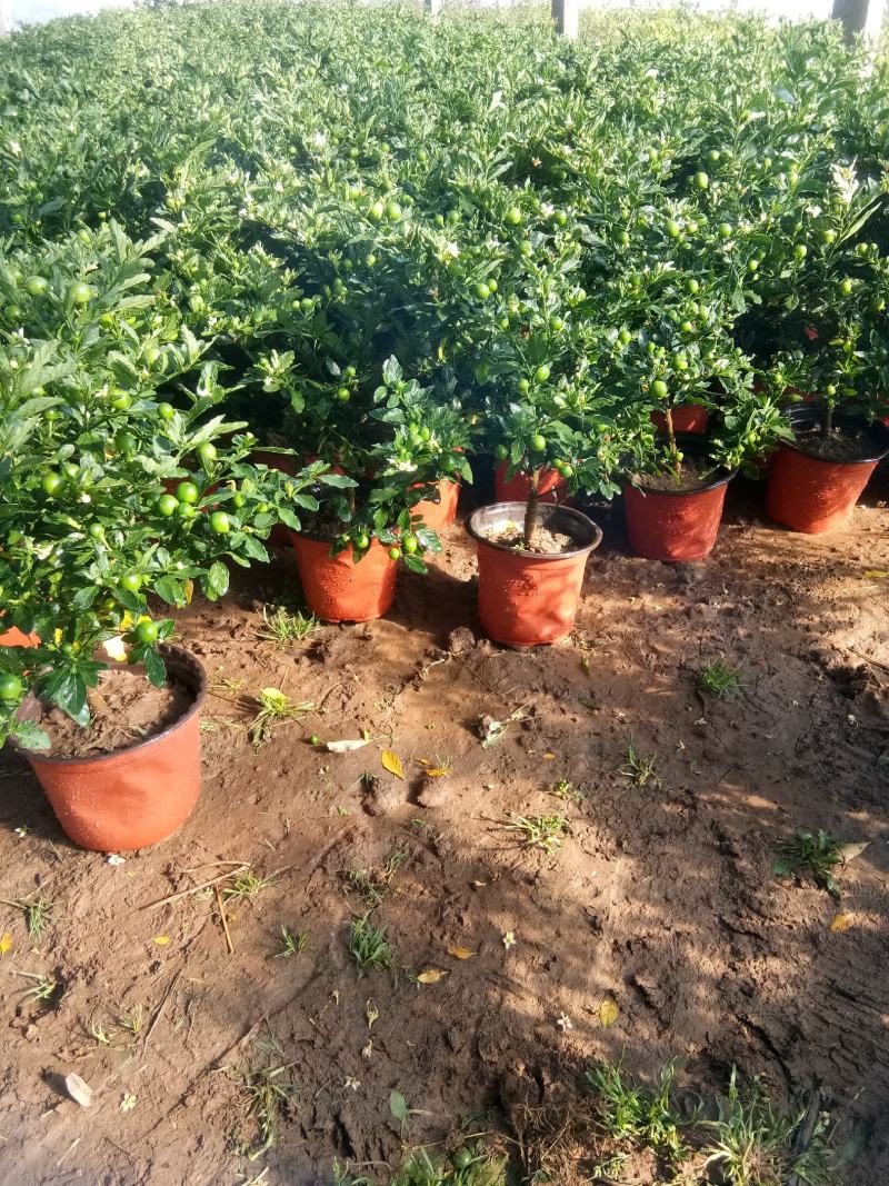 珊瑚樱盆栽观果植物冬珊瑚看樱桃洋樱桃四季果