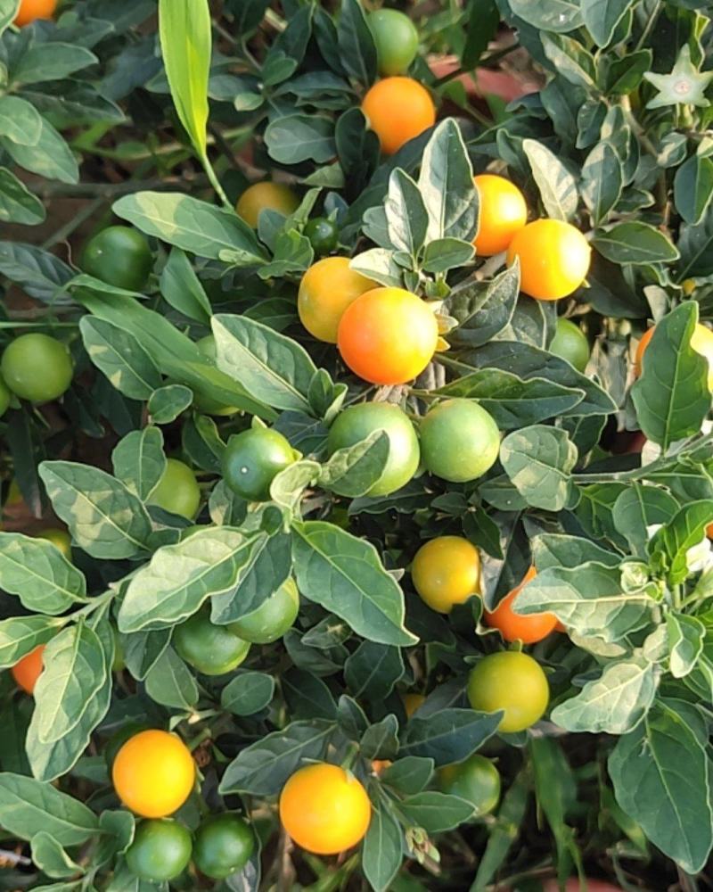 珊瑚樱盆栽观果植物冬珊瑚看樱桃洋樱桃四季果