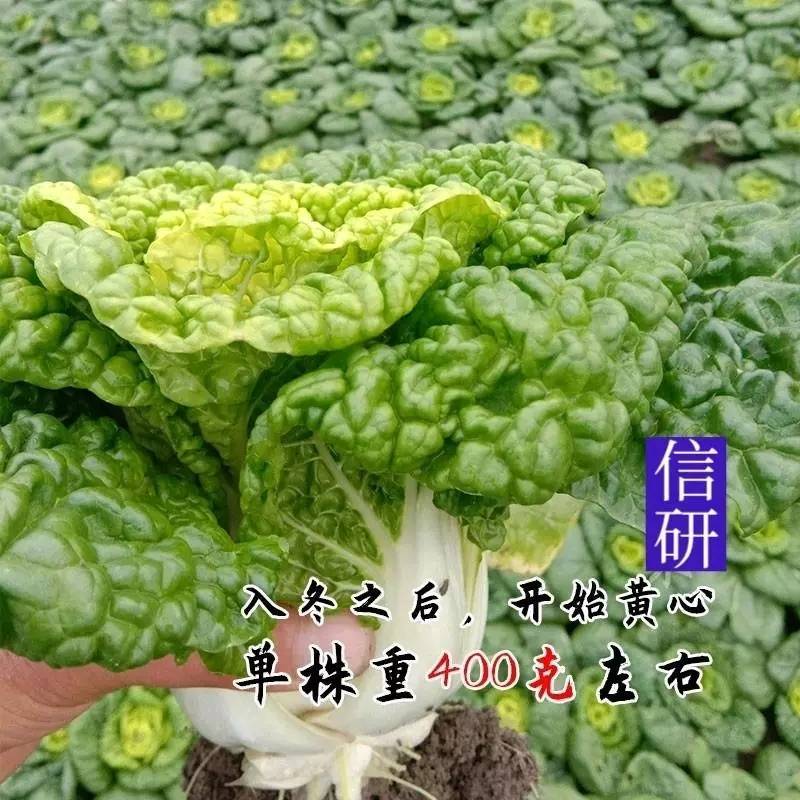 高端货！！杂交信研黄心乌种子，黄心菜种子，忒耐寒，外观好