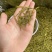 安吉白茶黄金芽