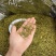 安吉白茶黄金芽