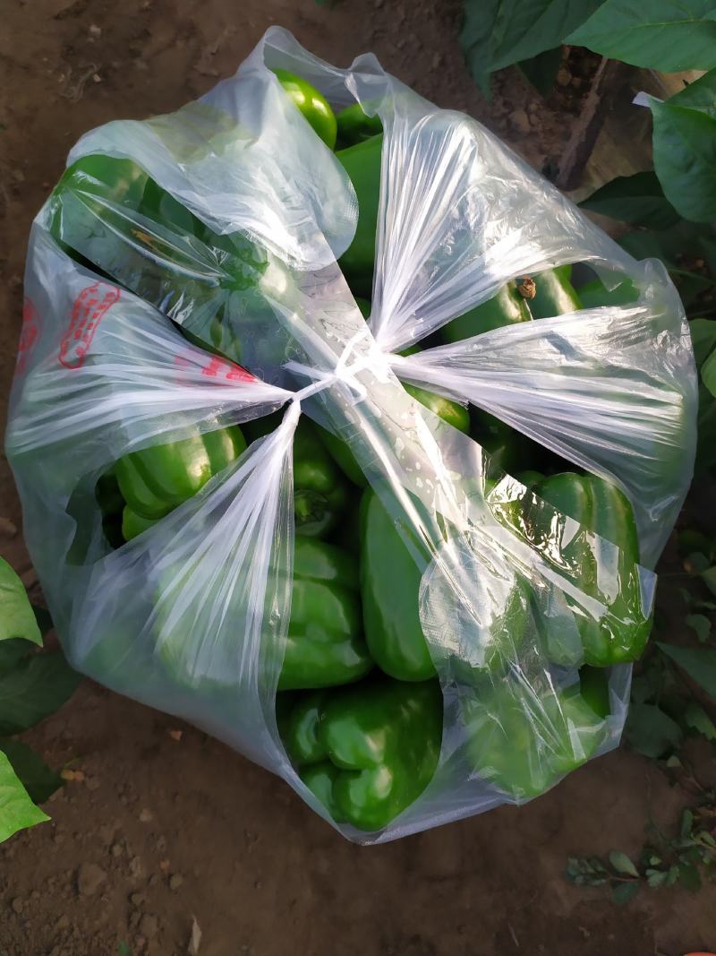 青椒，黄绿尖椒，太空椒马上大量上市