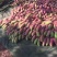 芒果凯特芒热龙鹰嘴红象牙圣心椰香红贵妃澳芒市场电商果