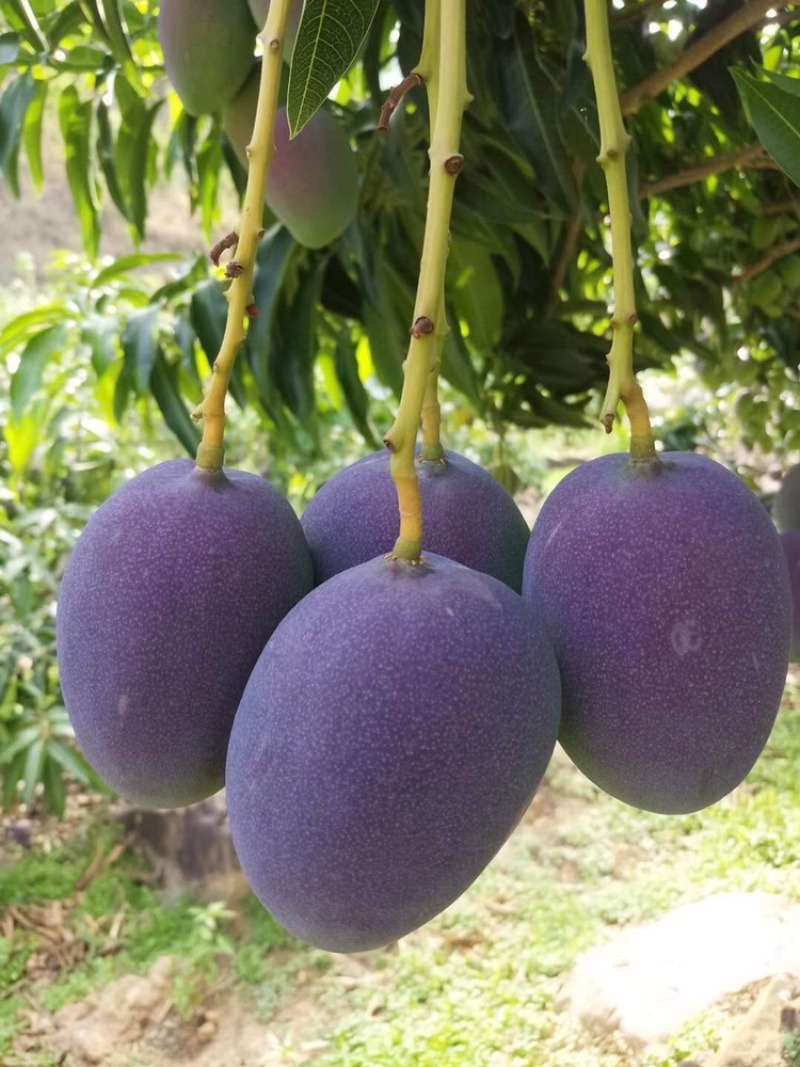 芒果凯特芒热龙鹰嘴红象牙圣心椰香红贵妃澳芒市场电商果