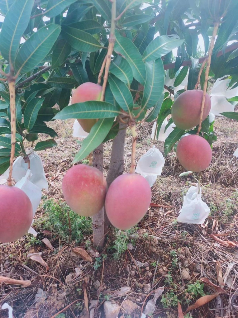 芒果凯特芒热龙鹰嘴红象牙圣心椰香红贵妃澳芒市场电商果