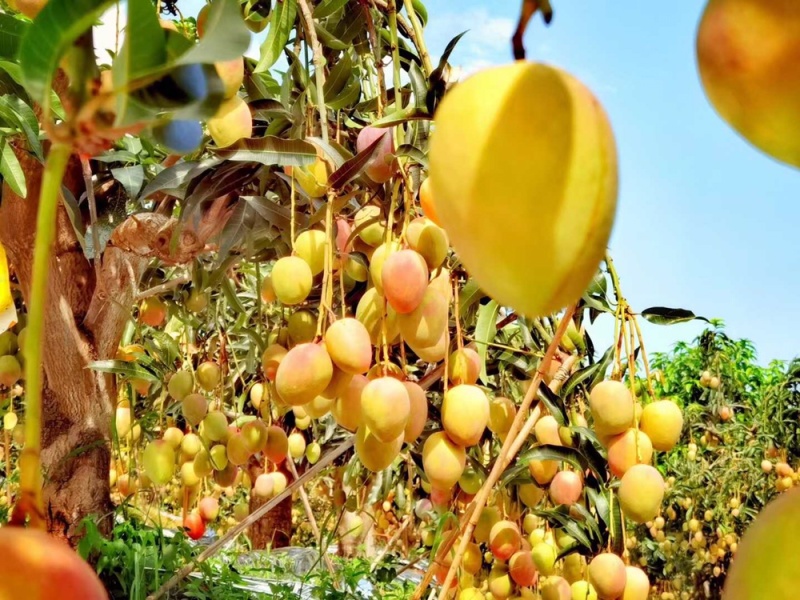 芒果凯特芒热龙鹰嘴红象牙圣心椰香红贵妃澳芒市场电商果