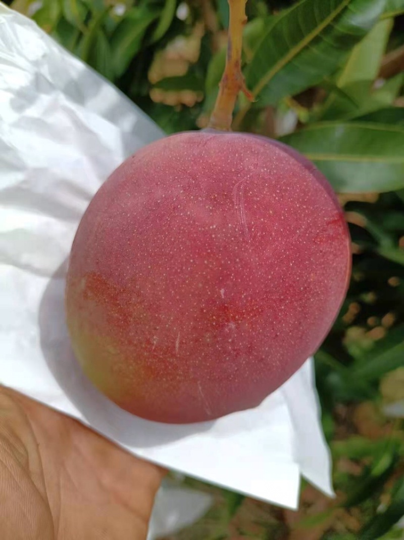 芒果凯特芒热龙鹰嘴红象牙圣心椰香红贵妃澳芒市场电商果