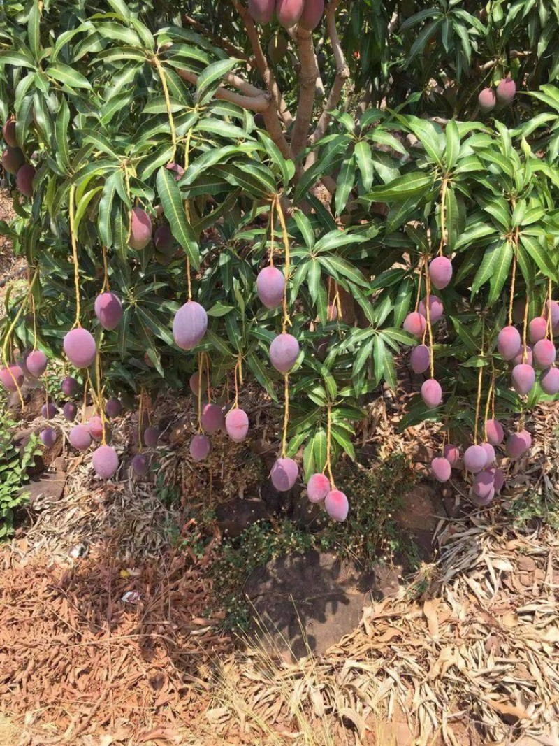 芒果凯特芒热龙鹰嘴红象牙圣心椰香红贵妃澳芒市场电商果