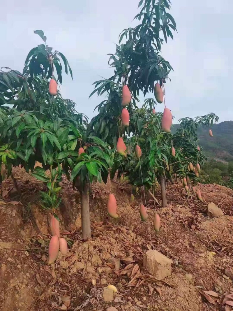 芒果凯特芒热龙鹰嘴红象牙圣心椰香红贵妃澳芒市场电商果
