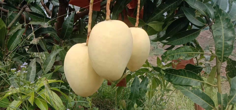 芒果凯特芒热龙鹰嘴红象牙圣心椰香红贵妃澳芒市场电商果