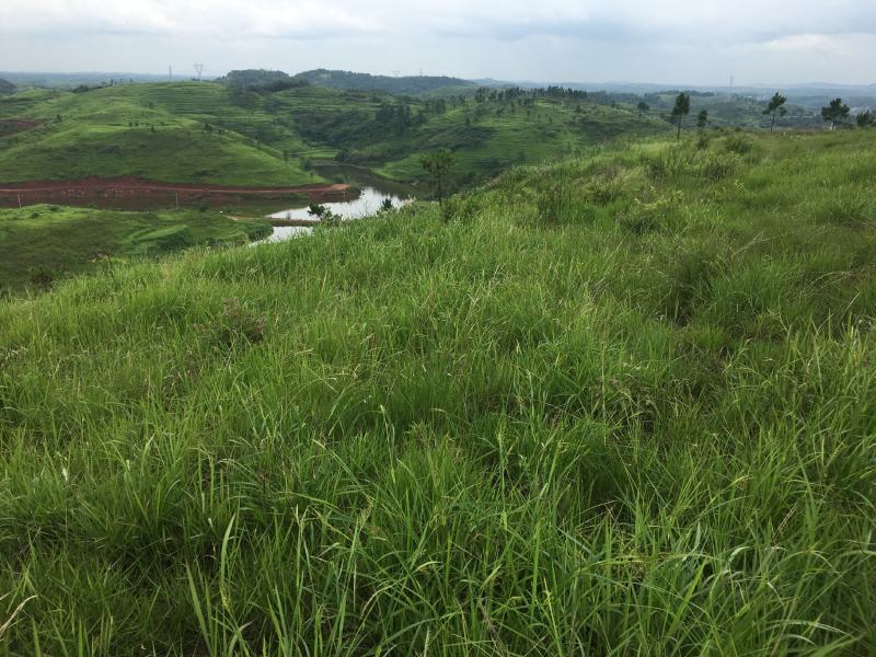 荒地直租5000亩荒山荒地出租流转水电近交通方便