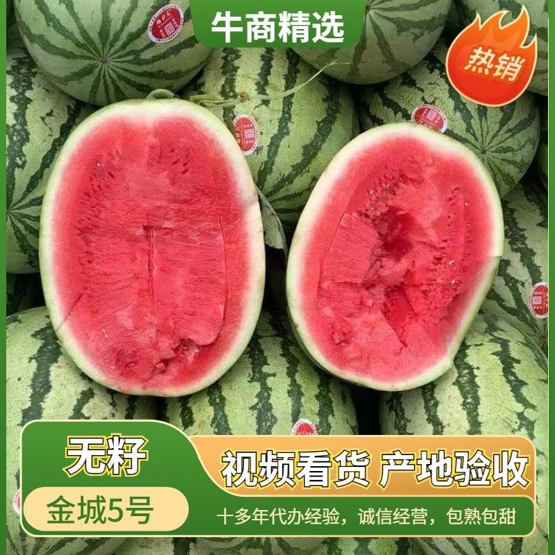 陕西大棚直生苗金城5号石头瓜，物美价廉，现已大量上市