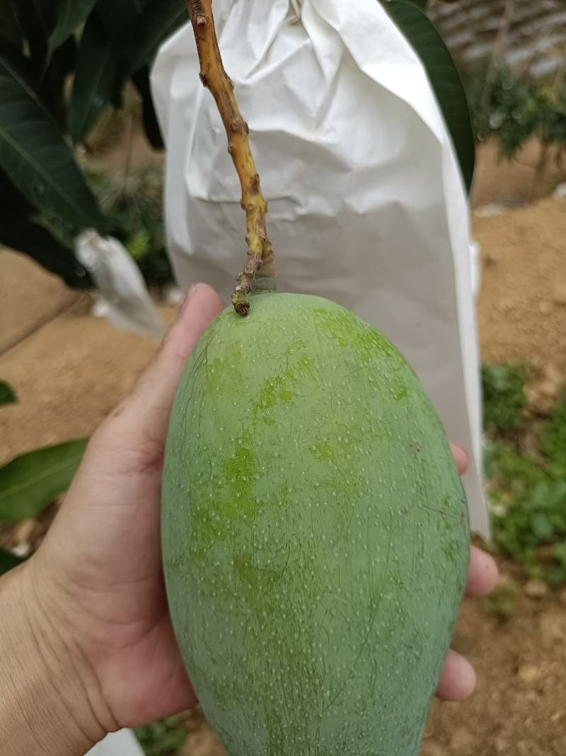 青芒