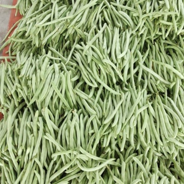 高山茄子，线椒，牛角，四季豆，白扁豆，大量上市中