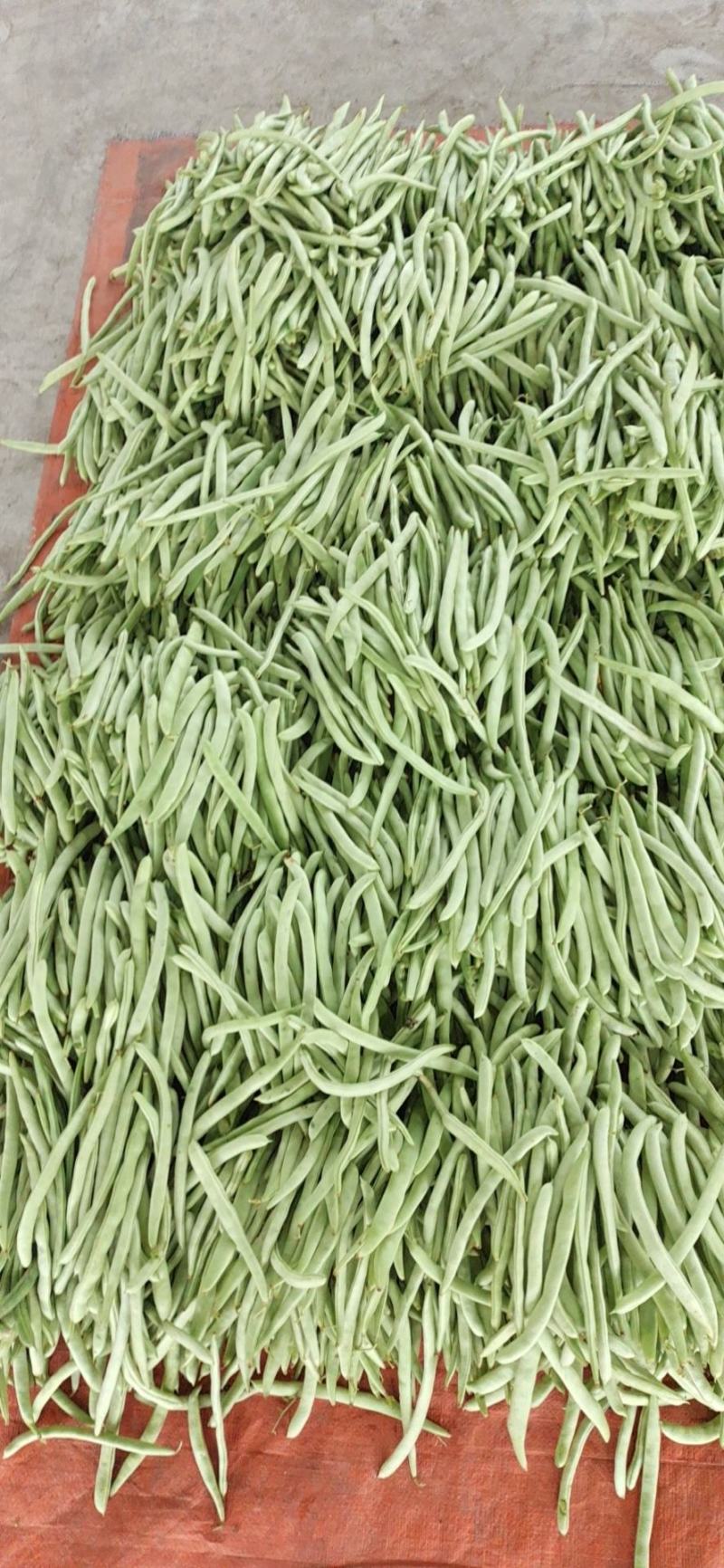 高山茄子，线椒，牛角，四季豆，白扁豆，大量上市中