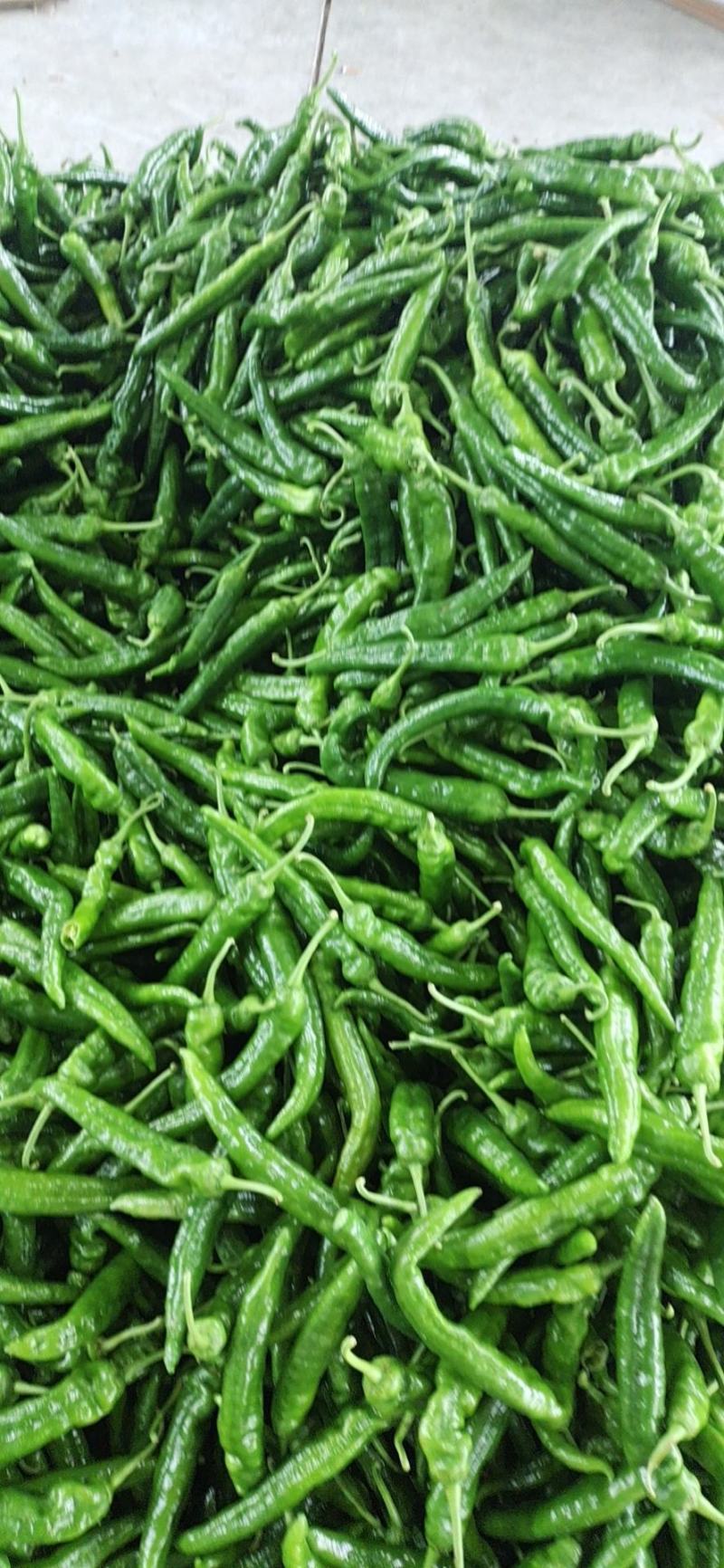 高山茄子，线椒，牛角，四季豆，白扁豆，大量上市中