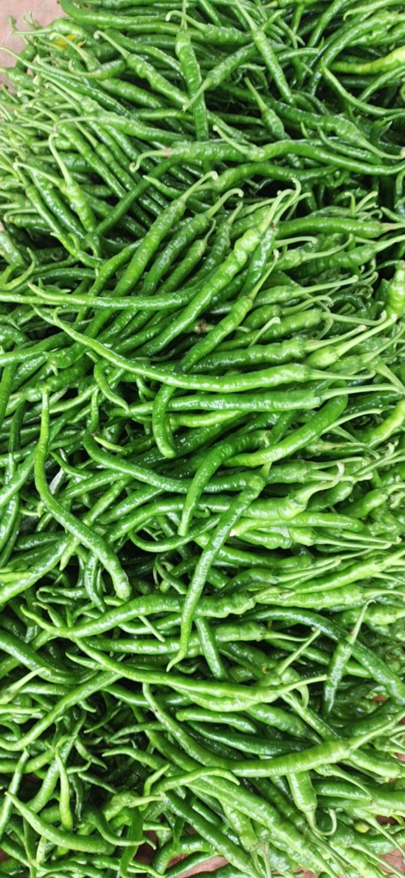 高山茄子，线椒，牛角，四季豆，白扁豆，大量上市中