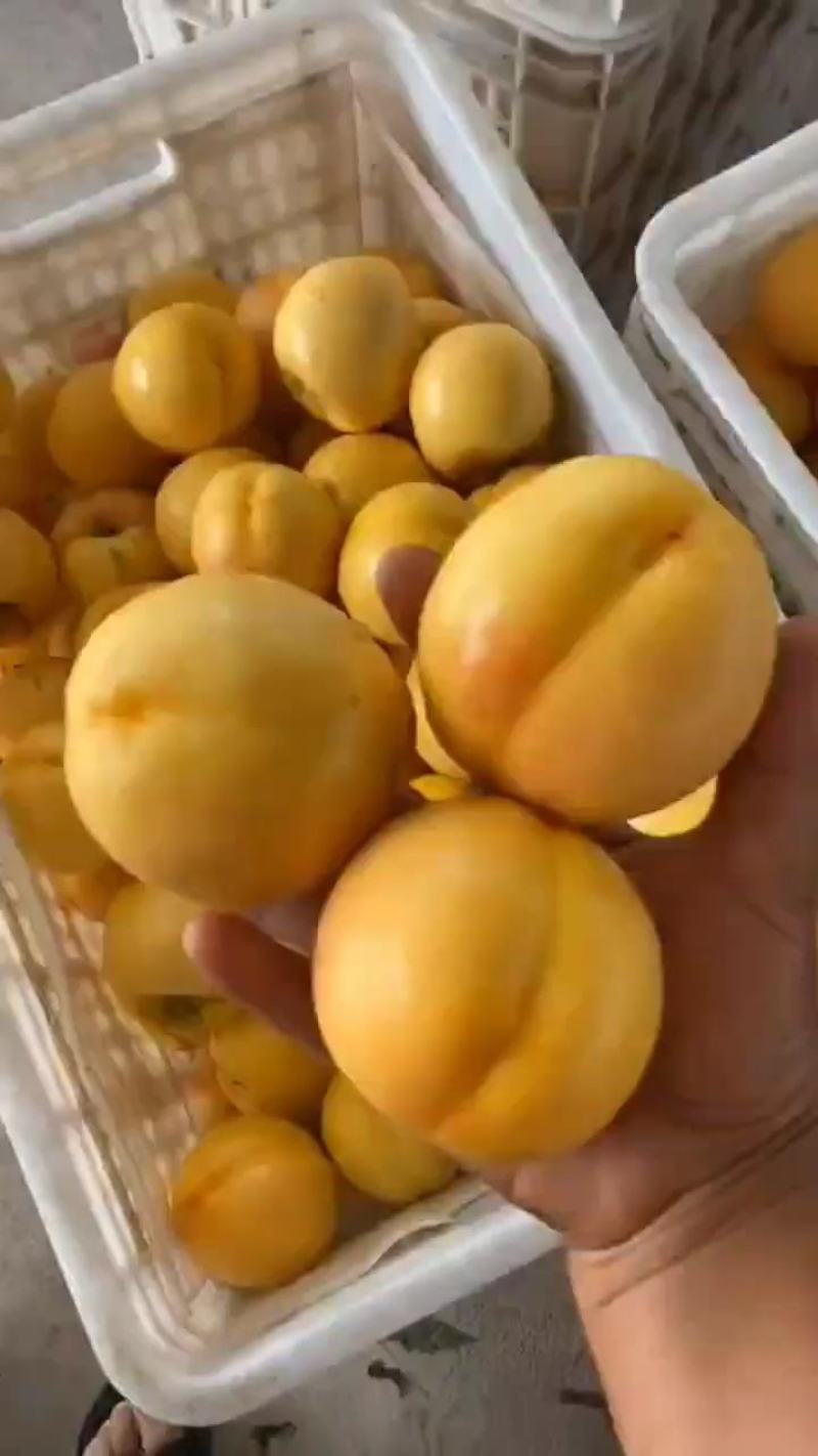 蒙阴黄金油桃现摘现发黄桃新鲜桃子脆甜包邮