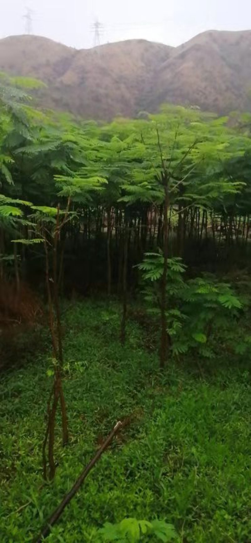 凤凰木地径2.3.4.5公分