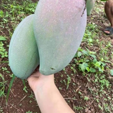 热带水果