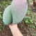 热带水果